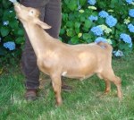 Sailor {photo courtesy of Poppy Patch Farm}