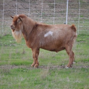 Old Mountain Farm Erebus