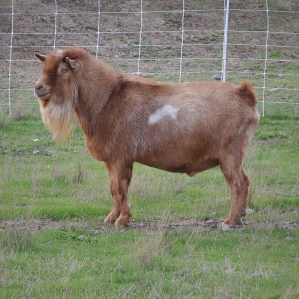 Old Mountain Farm Erebus