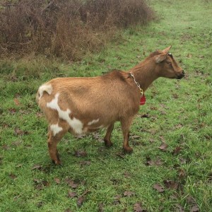 Pholia Farm DB Francine