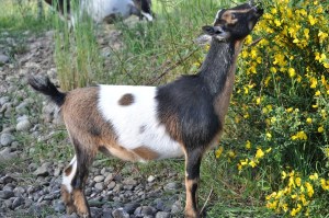 Cami eating scotch broom.