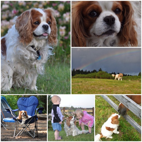 World's Sweetest Dog