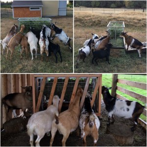Goat Hay Feeder