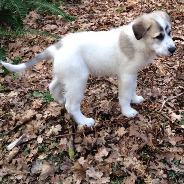 Anatolia/Pyrenees Puppy 