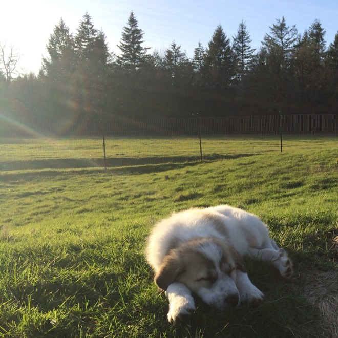 LGD Puppy