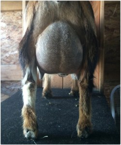 First Freshening Udder