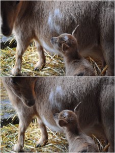 Nigerian Dwarf doe and doeling.