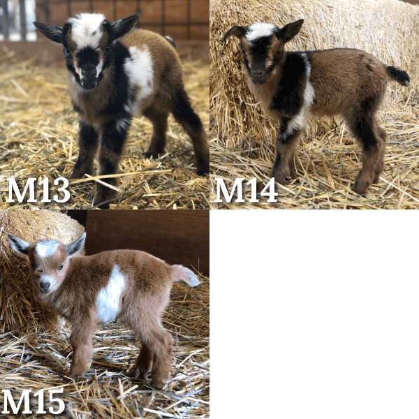 4CB93A78-5568-4F4B-B450-C0FFB603B721