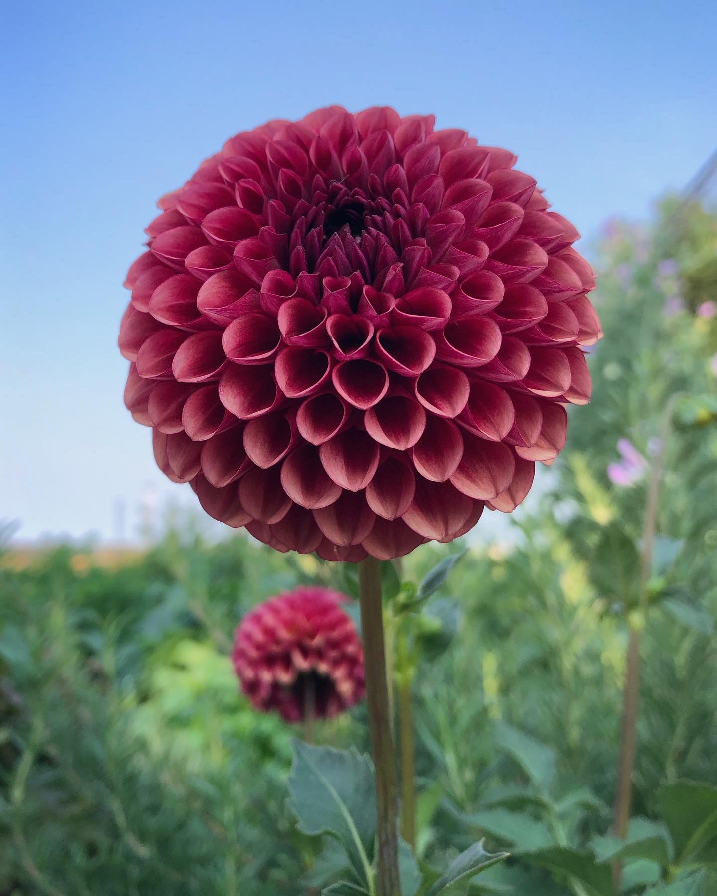 Dahlia