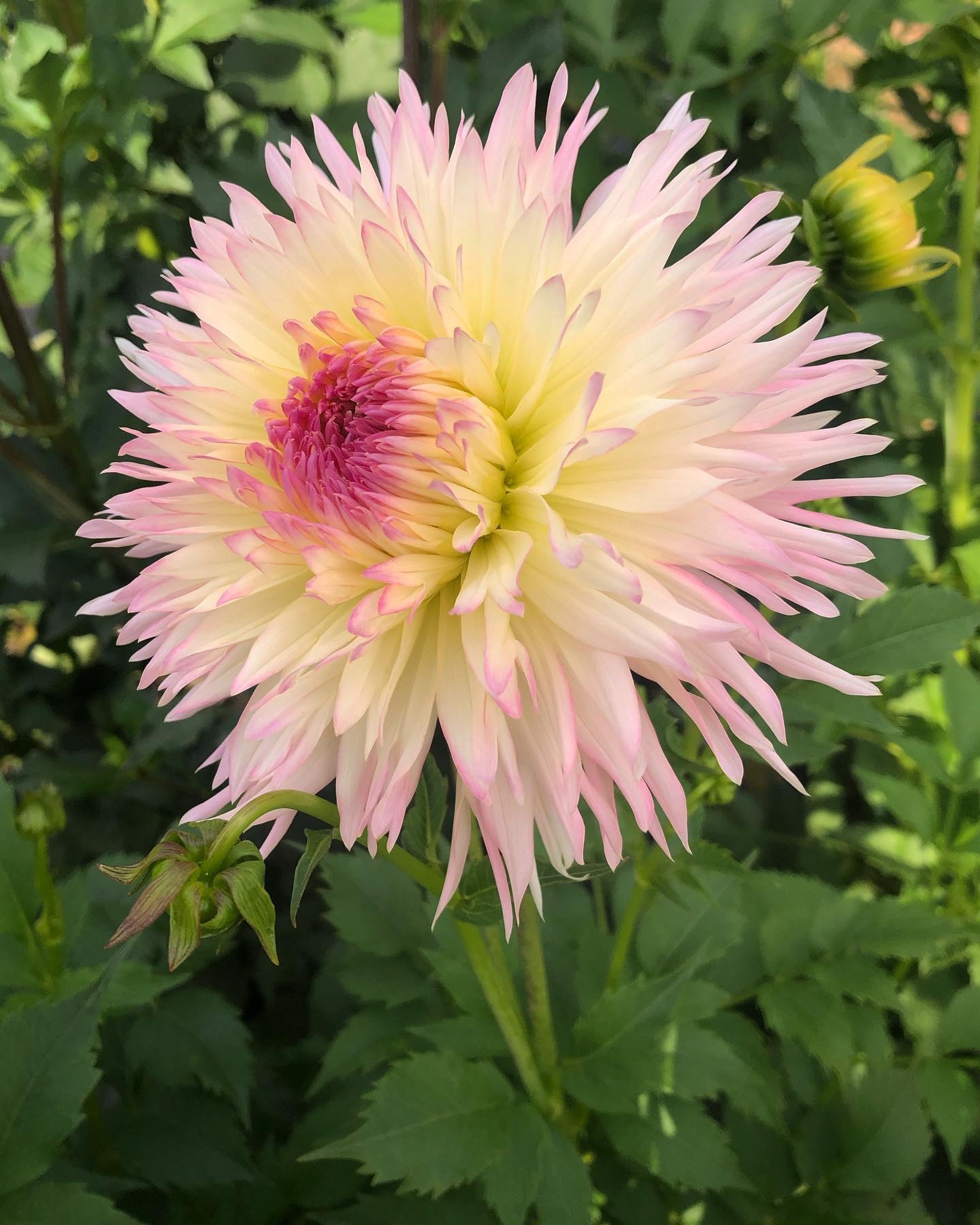 Dahlia